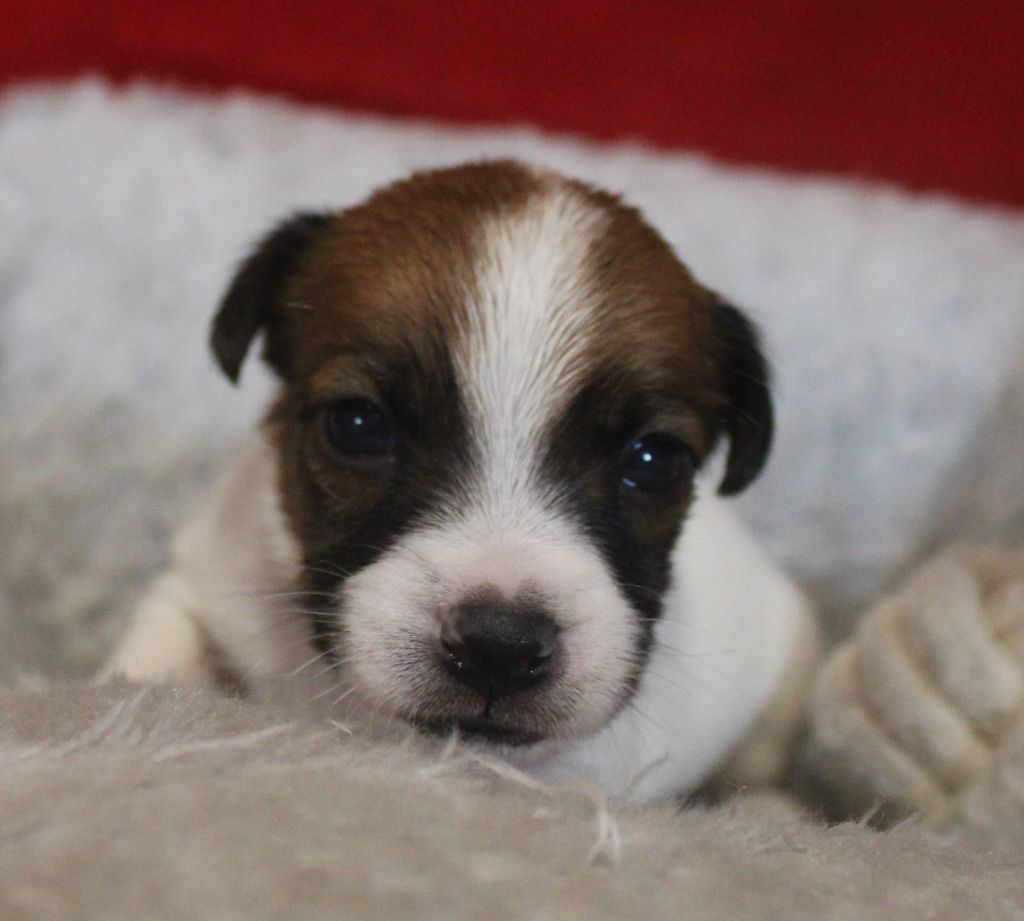 Du normont - Chiots disponibles - Jack Russell Terrier