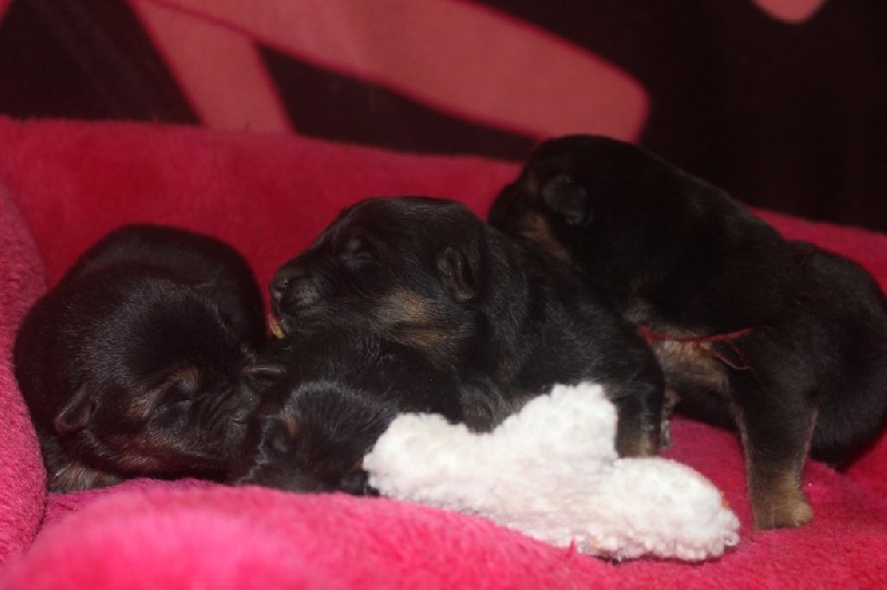 CHIOT