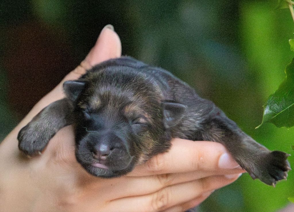 Du normont - Chiots disponibles - Berger Allemand