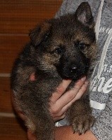 CHIOT fauve charbonné