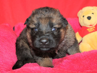 CHIOT gris/fauve charbonné