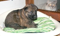 CHIOT