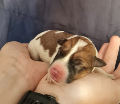 CHIOT 1
