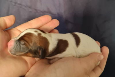 CHIOT 2