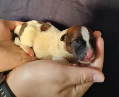 CHIOT 3