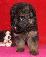 CHIOT