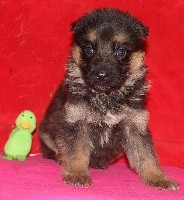 CHIOT