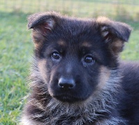 Chienne à poil court
