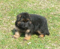 CHIOT poil long
