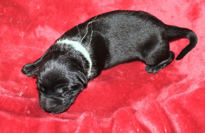 CHIOT noir