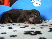 CHIOT poil long