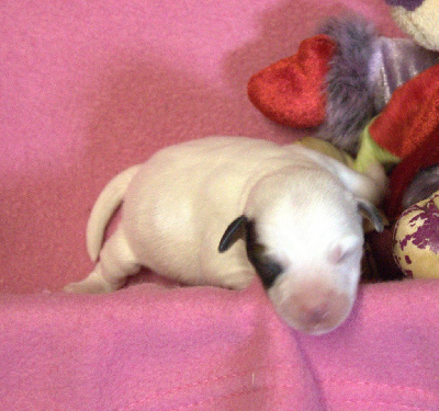 CHIOT