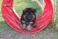 CHIOT poil long