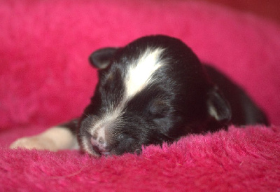 CHIOT noir tricolore