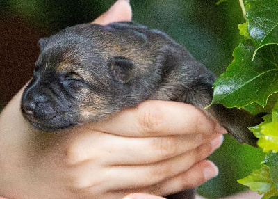 CHIOT gris/fauve charbonné
