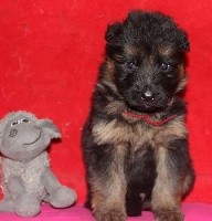 CHIOT