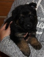 CHIOT noir et fauve