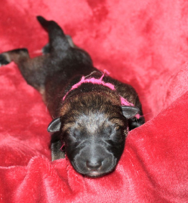 CHIOT gris/fauve charbonné