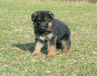 CHIOT poil court