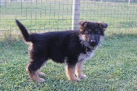 Chienne à poil court