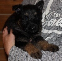 CHIOT noir et fauve