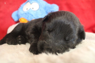 CHIOT noir