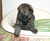CHIOT