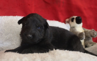 CHIOT noir
