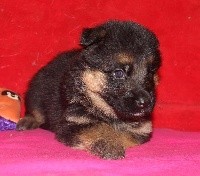 CHIOT