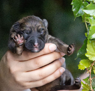 CHIOT gris/fauve charbonné