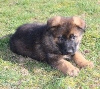 CHIOT