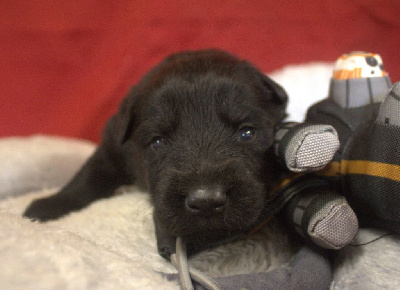 CHIOT noir