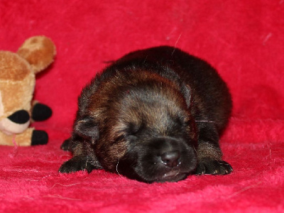 CHIOT gris/fauve charbonné