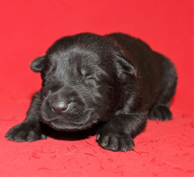 CHIOT noire