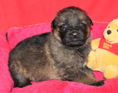 CHIOT gris/fauve charbonné
