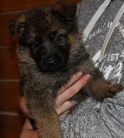 CHIOT fauve charbonné