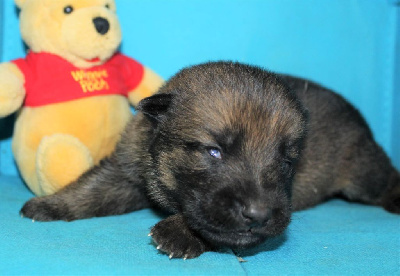 CHIOT fauve charonné