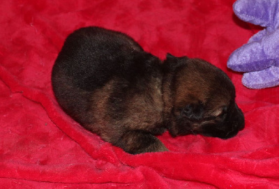 CHIOT