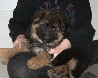 CHIOT