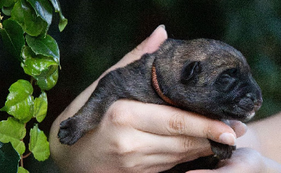CHIOT gris/fauve charbonné