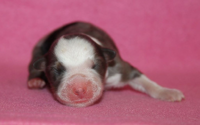 CHIOT bleu merle