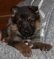 CHIOT fauve charbonné
