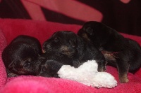 CHIOT