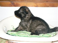 CHIOT