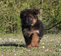 CHIOT