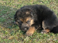 CHIOT poil long