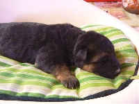 CHIOT poil court