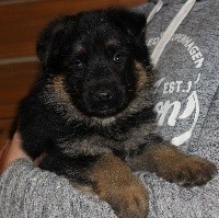 CHIOT noir et fauve