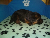 CHIOT