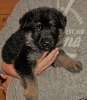 CHIOT noir et fauve